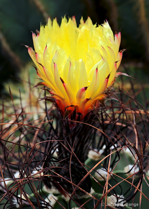 "Cactus Flower #1"