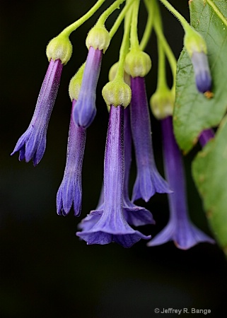 "Purple Trumpet Flower"