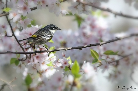 Warbler in the Blossoms