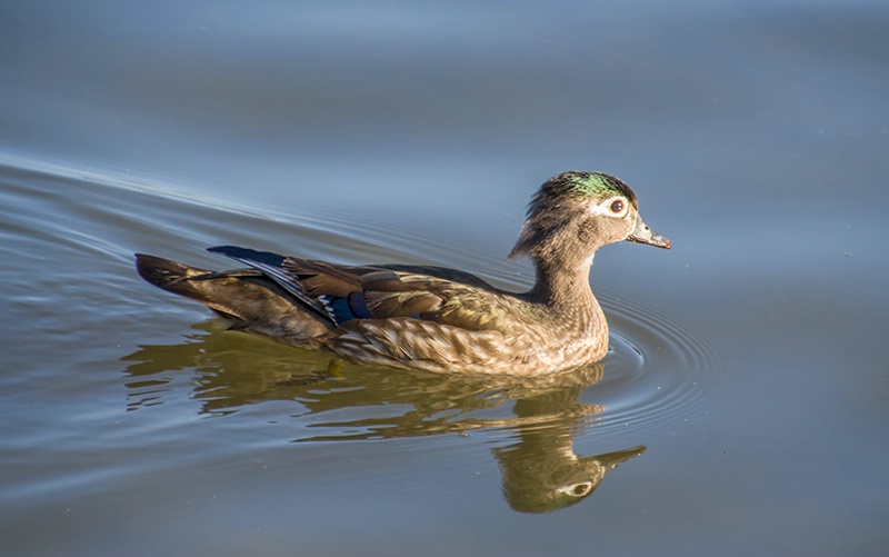 Female Wood Duck in Grenadier Pond - ID: 13848549 © Gerda Grice
