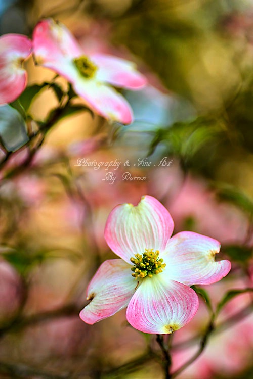 Spring Blooms