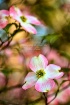 Spring Blooms