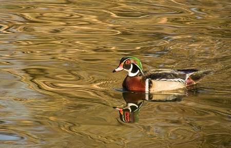 The Photo Contest 2nd Place Winner - Swimming amid Reflections
