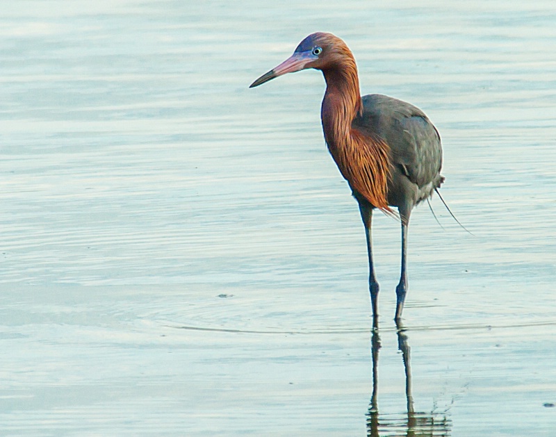 Red heron #2