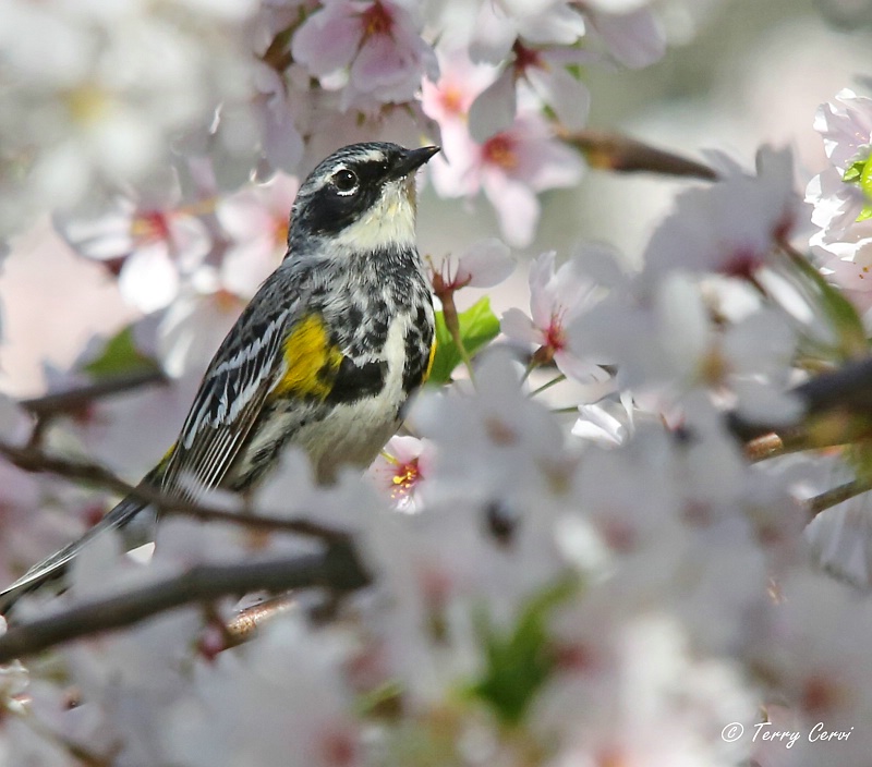 Surrounded by Blossoms