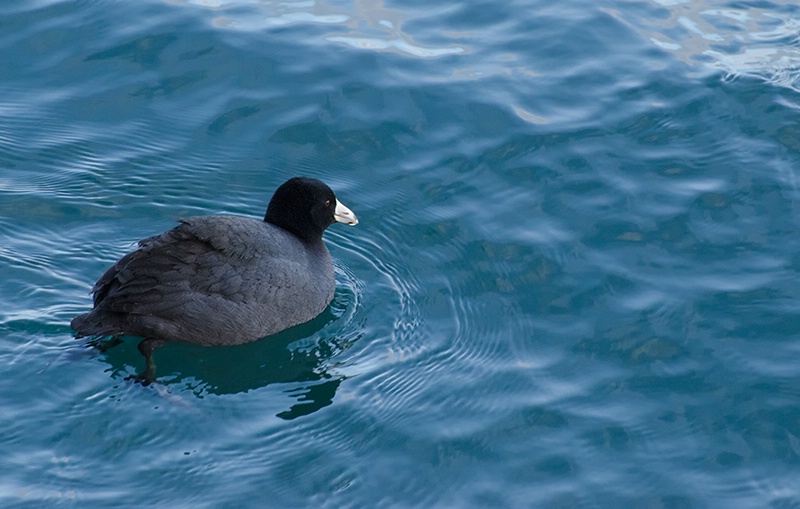 American Coot ant Harbourfront - ID: 13890791 © Gerda Grice