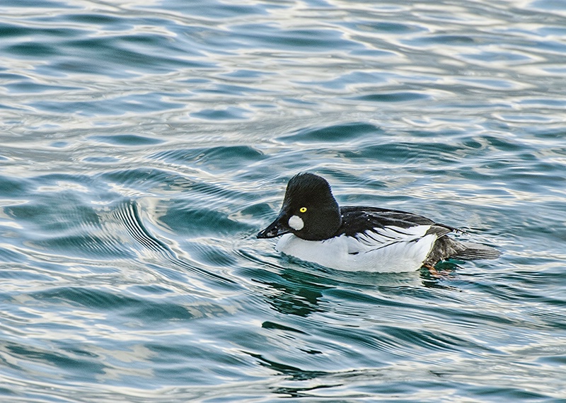 Male Golden Eye Duck in Choppy Water - ID: 13890795 © Gerda Grice
