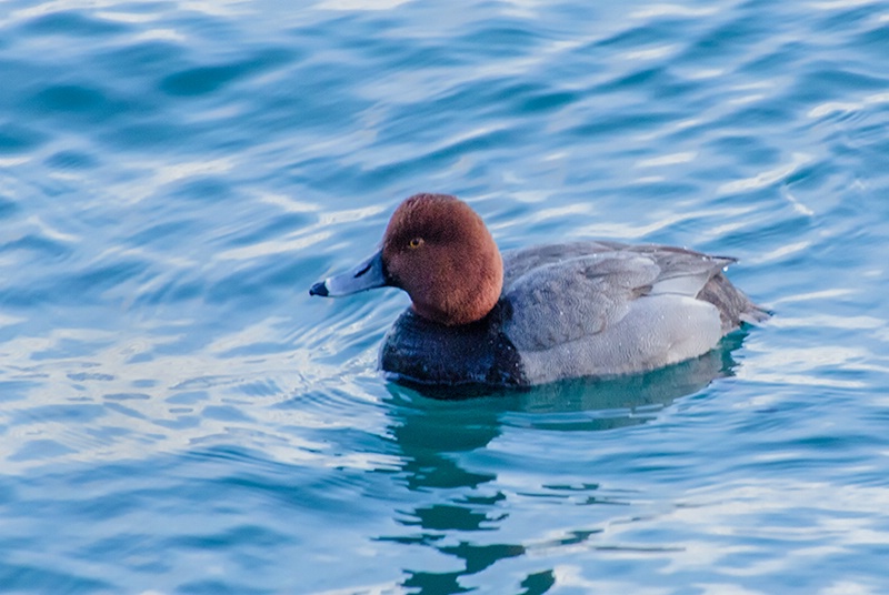 Male Redhead Duck in Choppy Water at Harbourf - ID: 13890796 © Gerda Grice