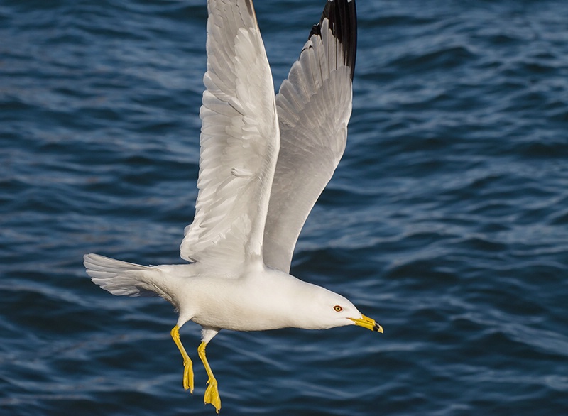 Near Miss - ID: 13890800 © Gerda Grice