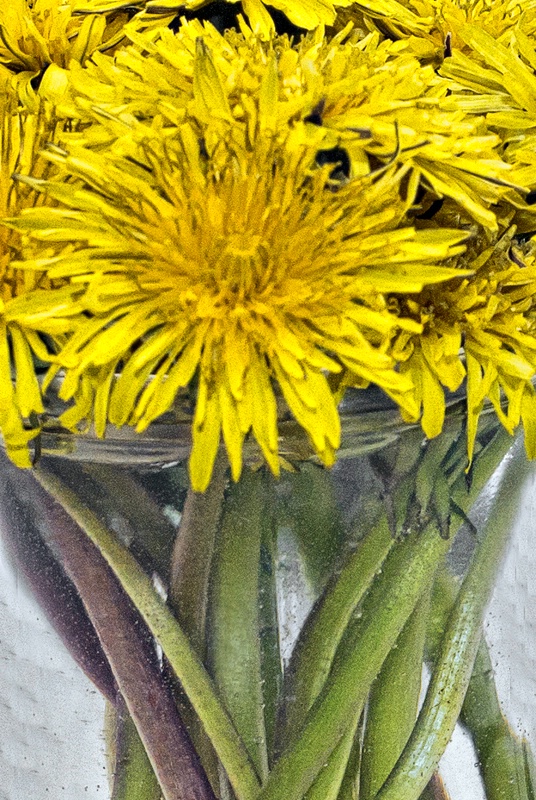 Dandelions and Stems