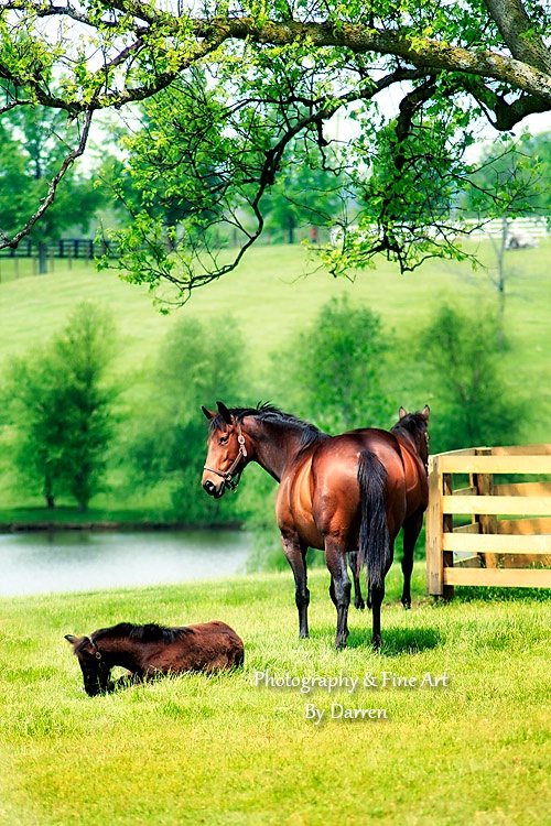 Mom and Foal