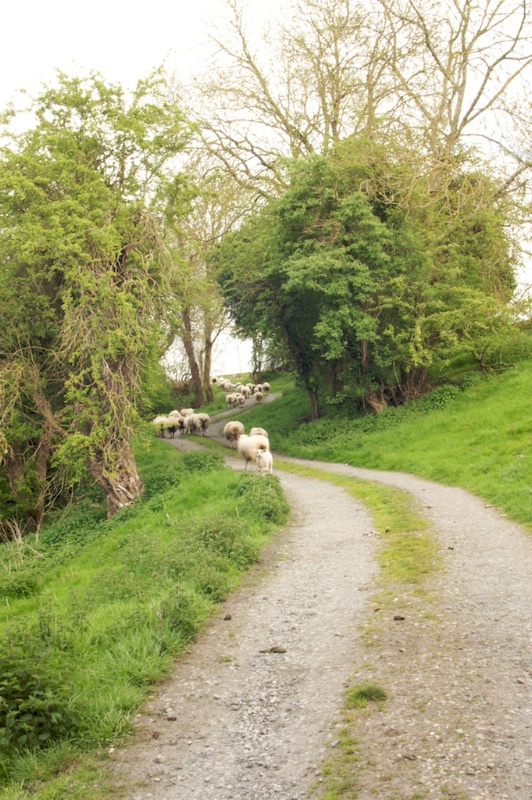 Sheep leaving Kells Priory - ID: 13895622 © Lamont G. Weide