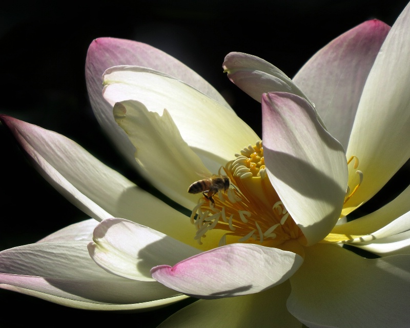 Lotus Bee-uty