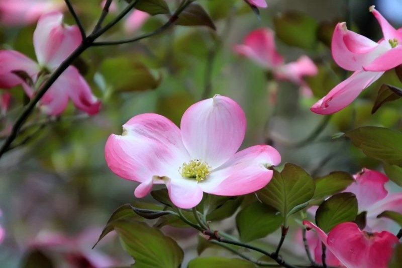 Dogwood In The Pink