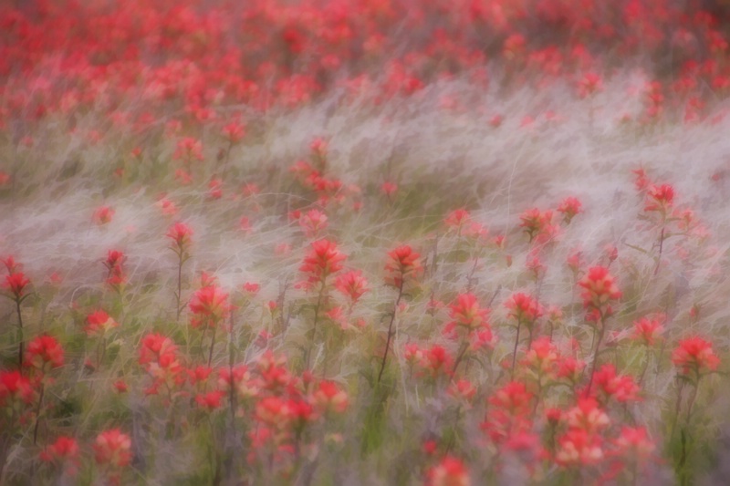 Buzzy Dreamy Flower Field