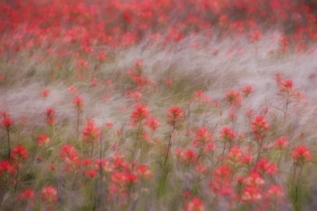 Buzzy Dreamy Flower Field