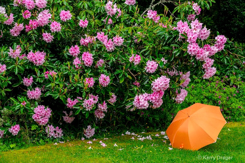 Umbrella in Garden 1