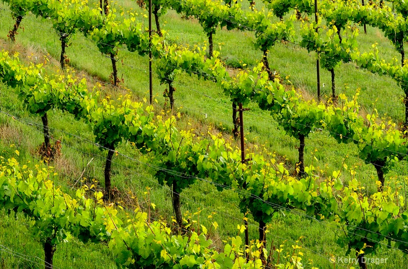 Vineyard Pattern 3