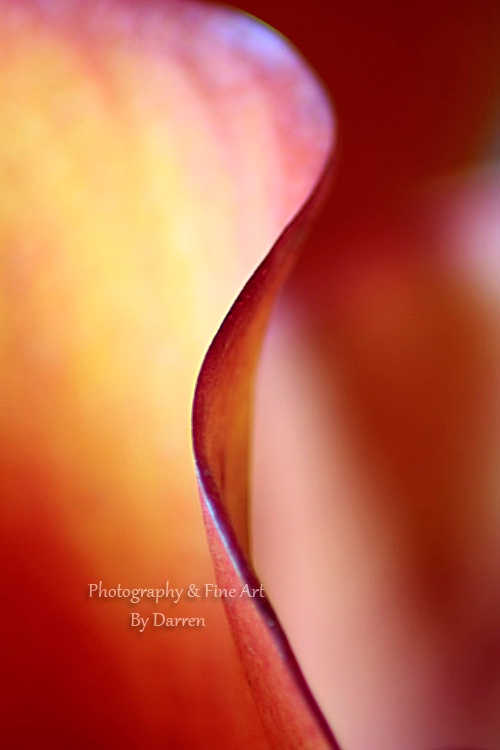 Calla Lily Curves