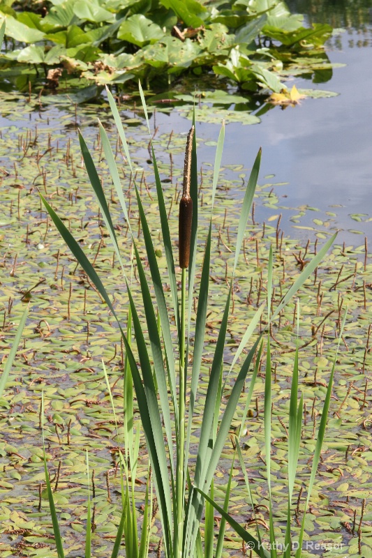 Cattail