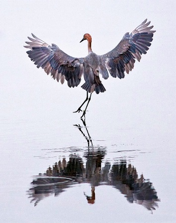 Dance of the Reddish Egret