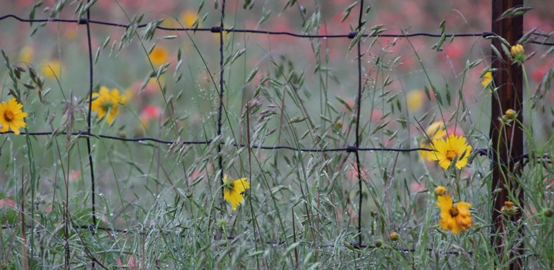 Wires And Wildflowers