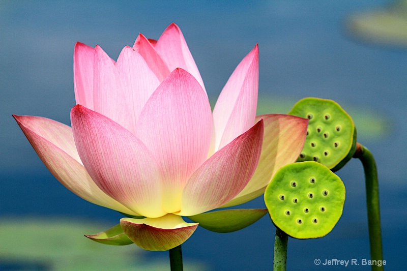 Lotus - Nelumbo Nucifera "Shiroman"