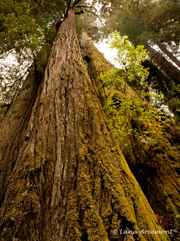 Giant Redwood Tree