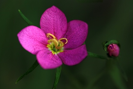 Tiny Cutie And Bud