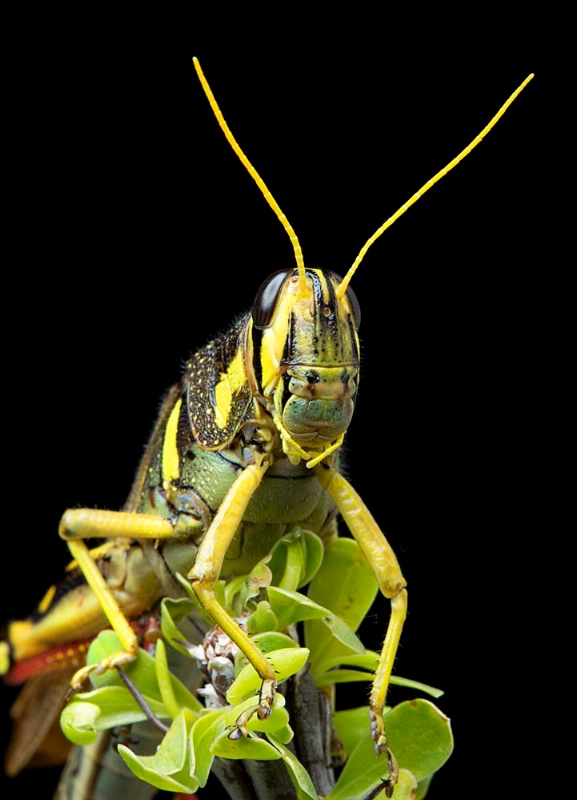 White-Lined Hopper