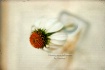 White Cone Flower