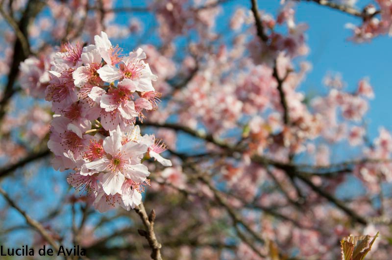 Cerejeiras em Flor