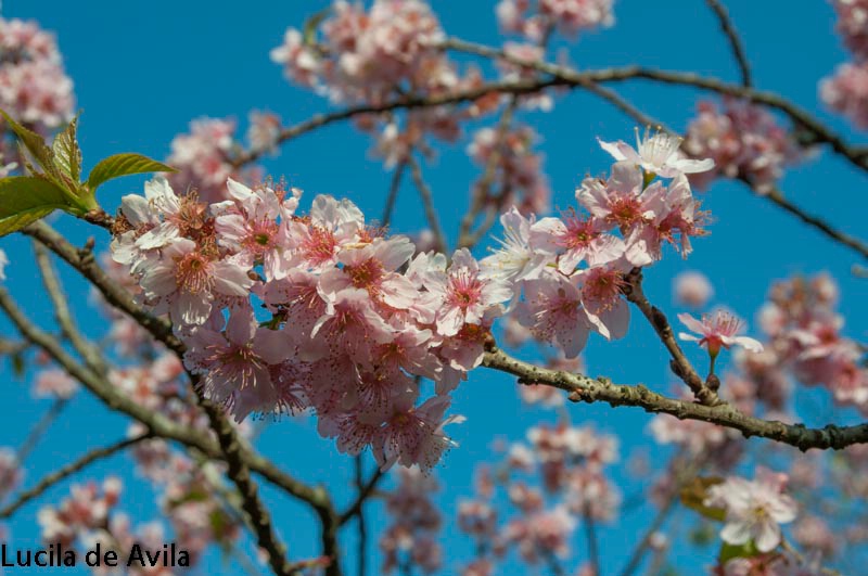 Cerejeiras em Flor