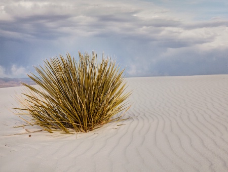 White Sands 