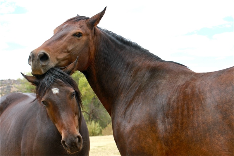 Nuzzling