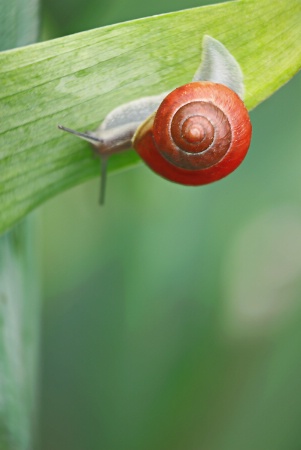 Colorful garden snail