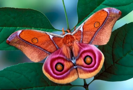 Bulls-Eye Moth