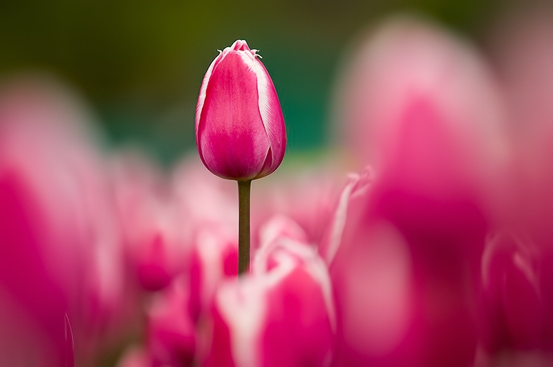 Emerging Tulip