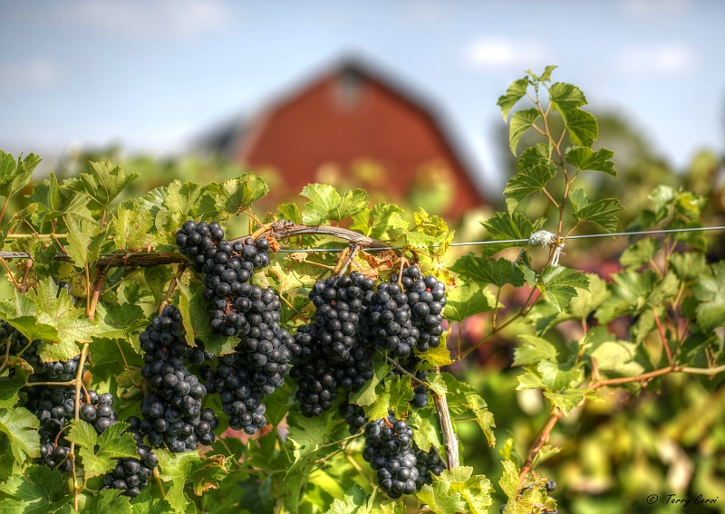 In the Vineyard