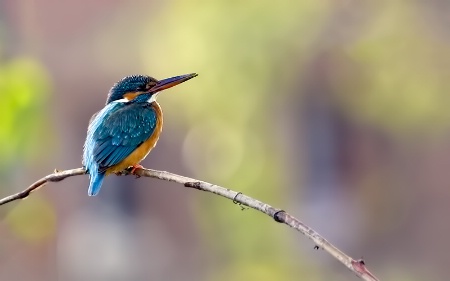 Kingfisher