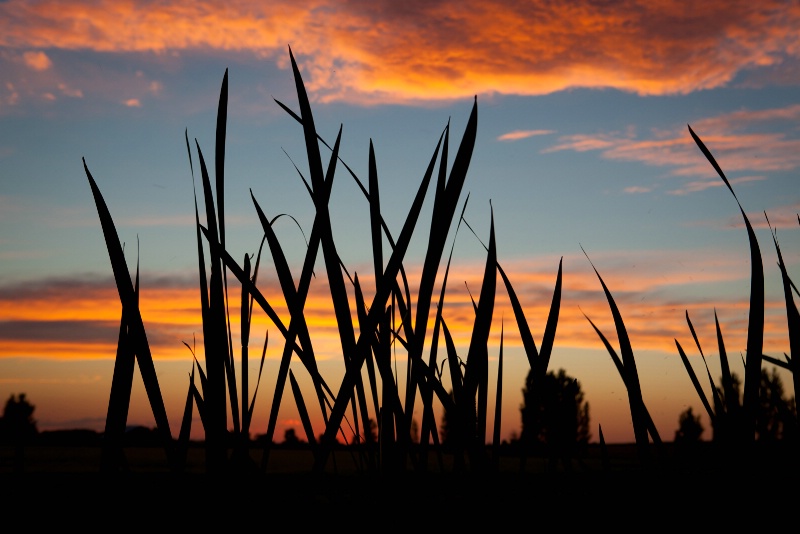 Backlit Reeds