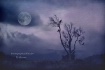 Birds in the Nigh...