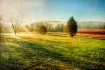 Morning Light