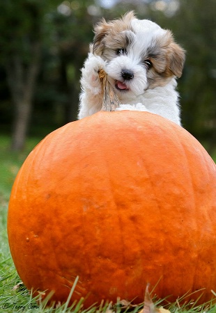 The Little Pumpkin