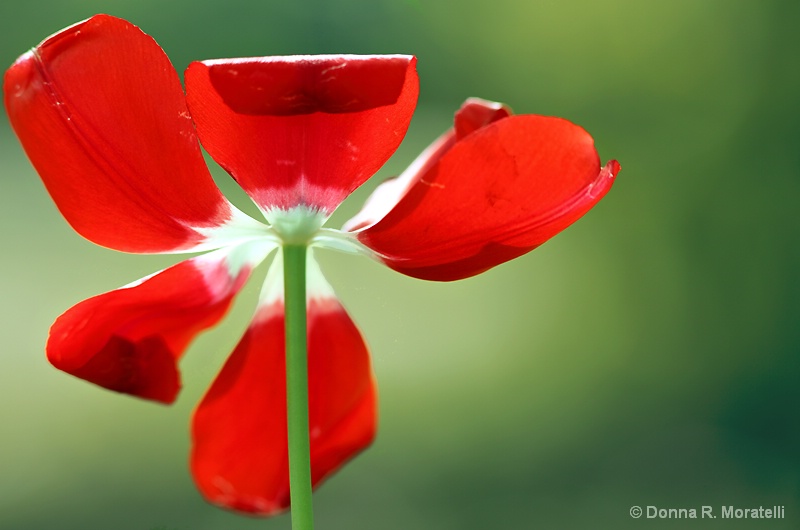 Red tulip