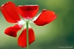 Red tulip
