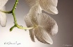 raindrop orchid