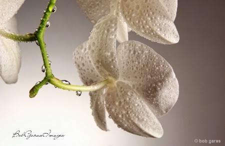 raindrop orchid