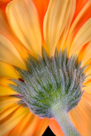 Fire Gerbera