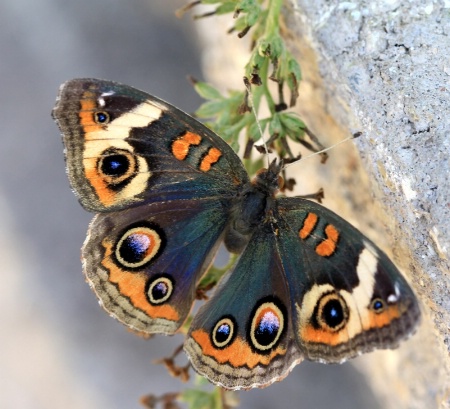 A Beautifully Colored Butterfly